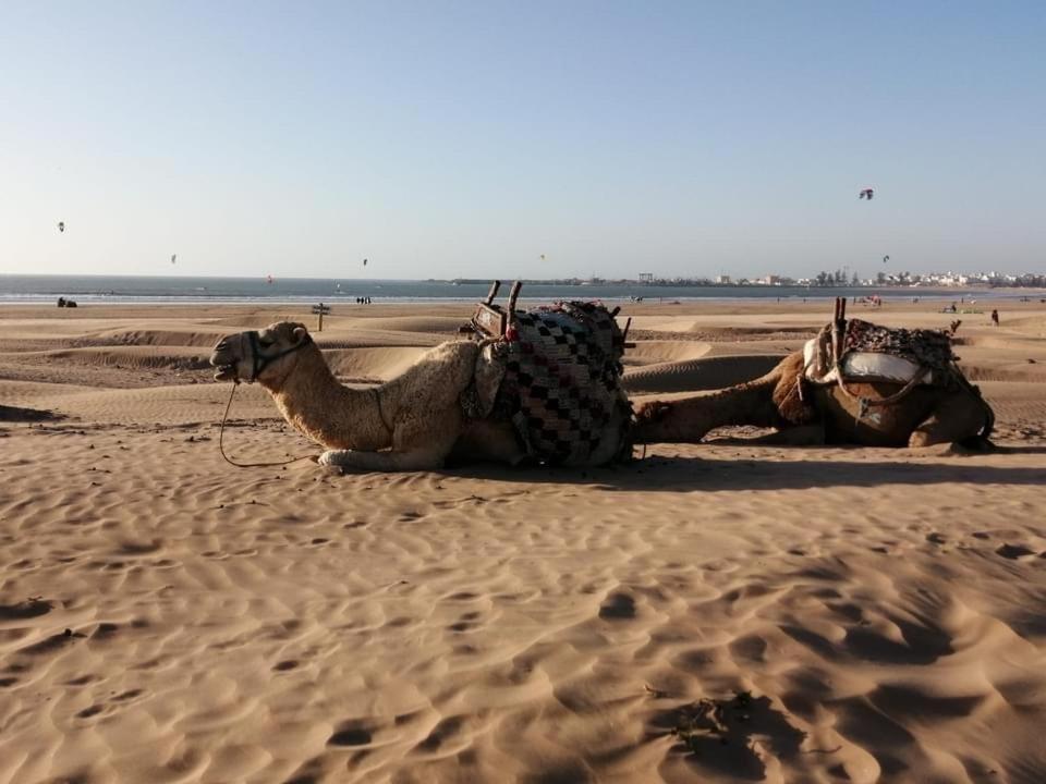 Dar Farah : Superbe Au Coeur De La Médina Hébergement de vacances Essaouira